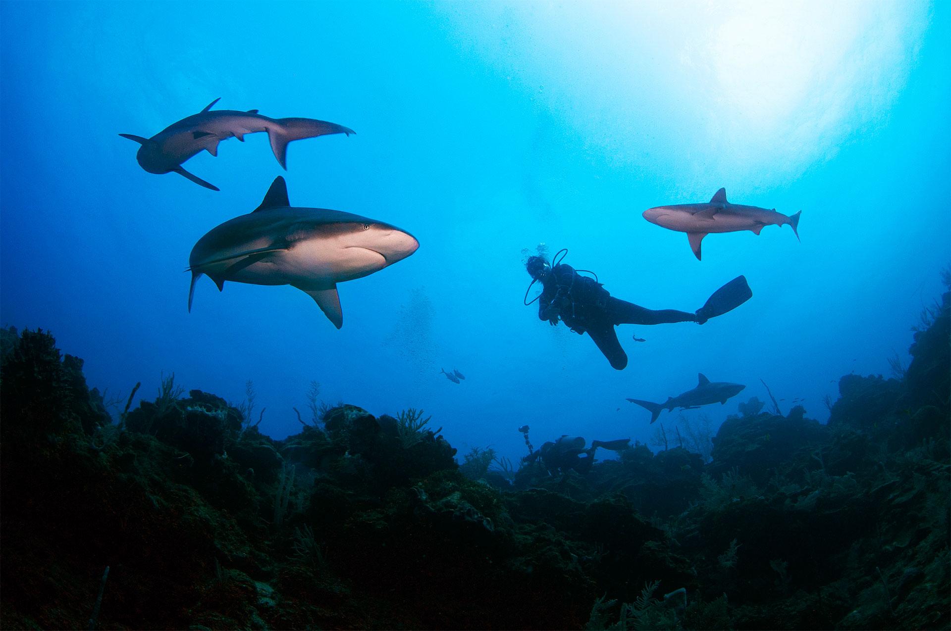 Caribbean Reef Shark (Carcharhinus Perezi) - Roatan South Side