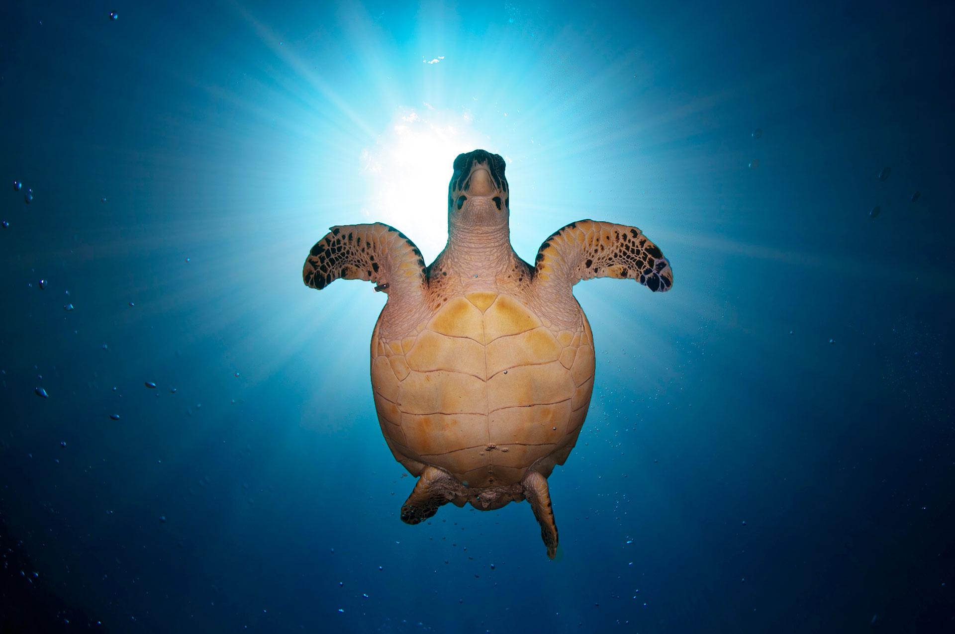 Green sea turtle (Chelonia mydas)  -  West End -  Roatan  North Side