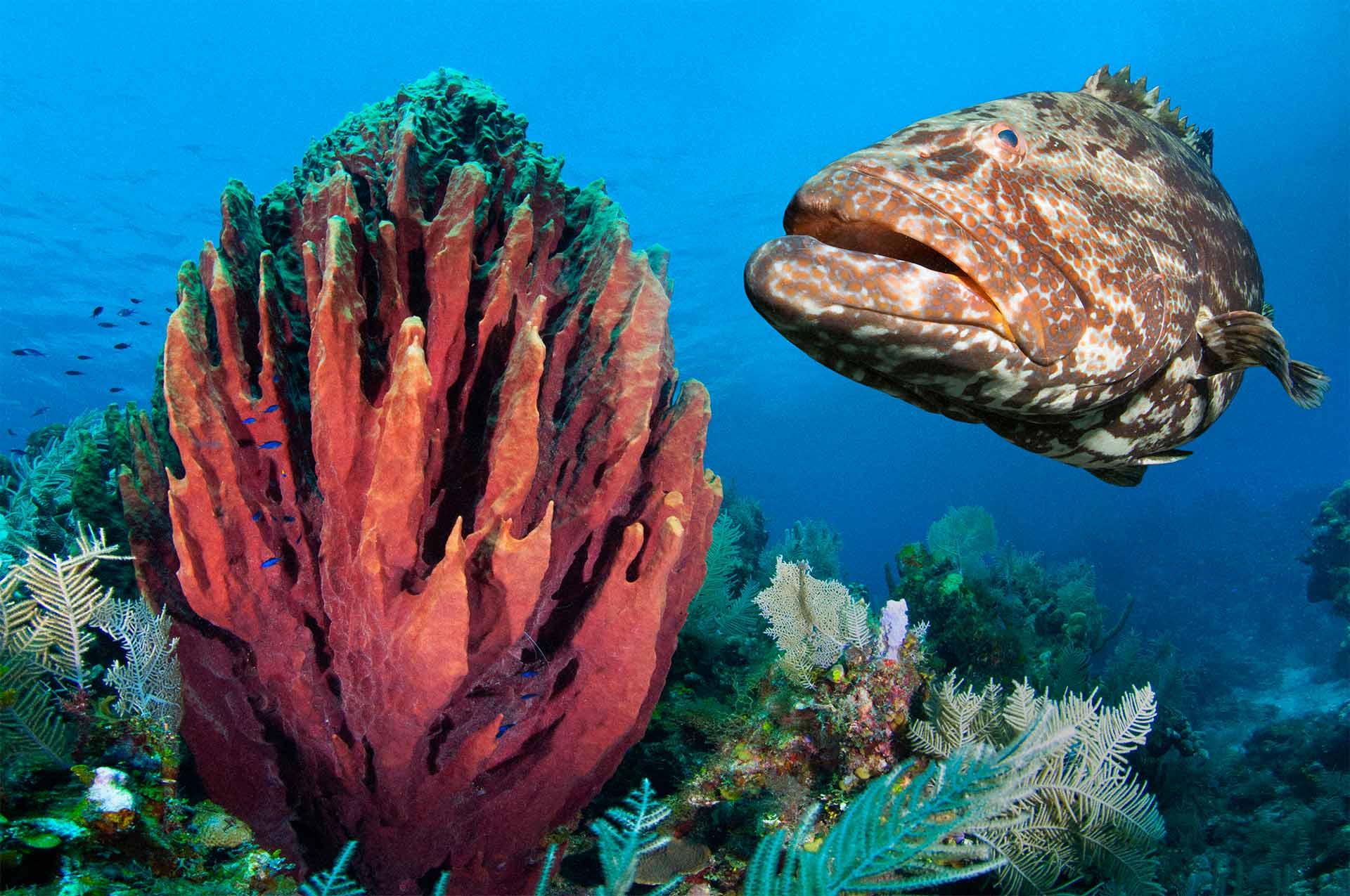 Black grouper (Mycteroperca bonaci) and Giant barrel sponge (Xestospongia muta) - Roatan North Side