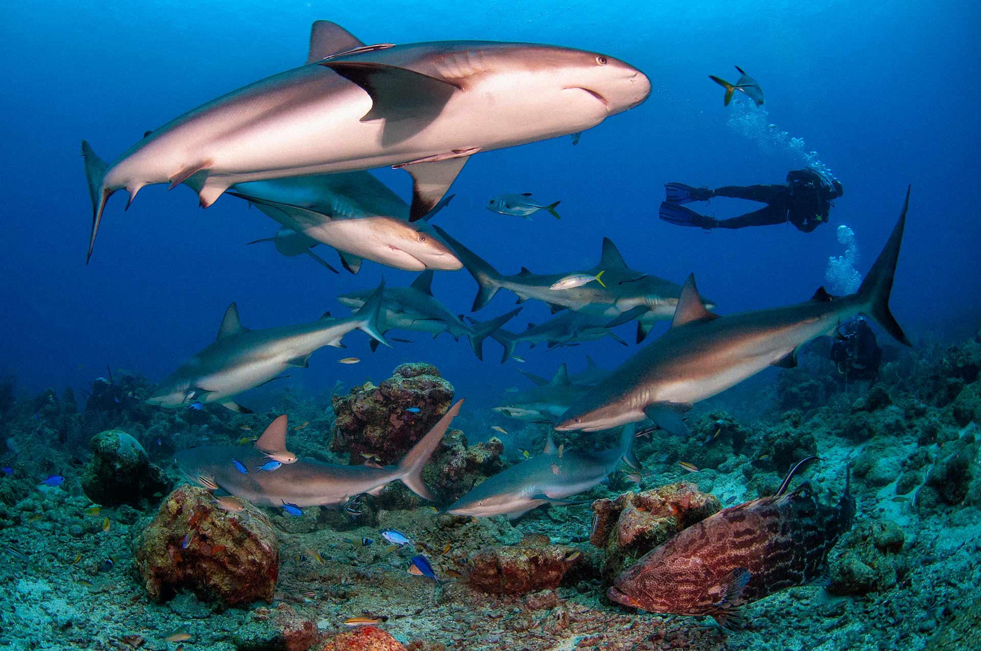 Caribbean Reef Sharks (Carcharhinus Perezi) - Roatan  South Side