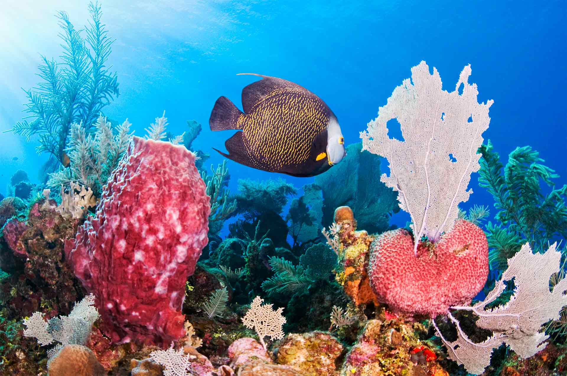 French angelfish (Pomacanthus paru)  and Giant barrel sponge (Xestospongia muta) - Cayos Cochinos Banks
