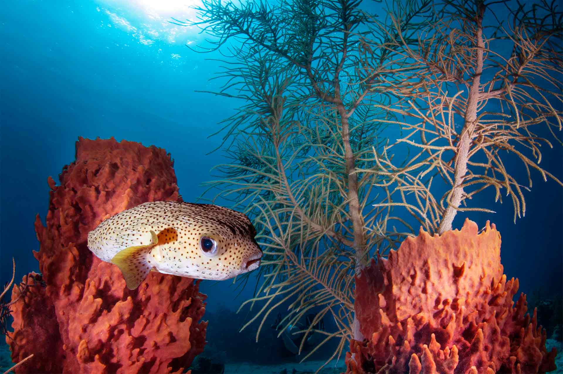long-spine porcupinefish (Diodon holocanthus) - Roatan North Side