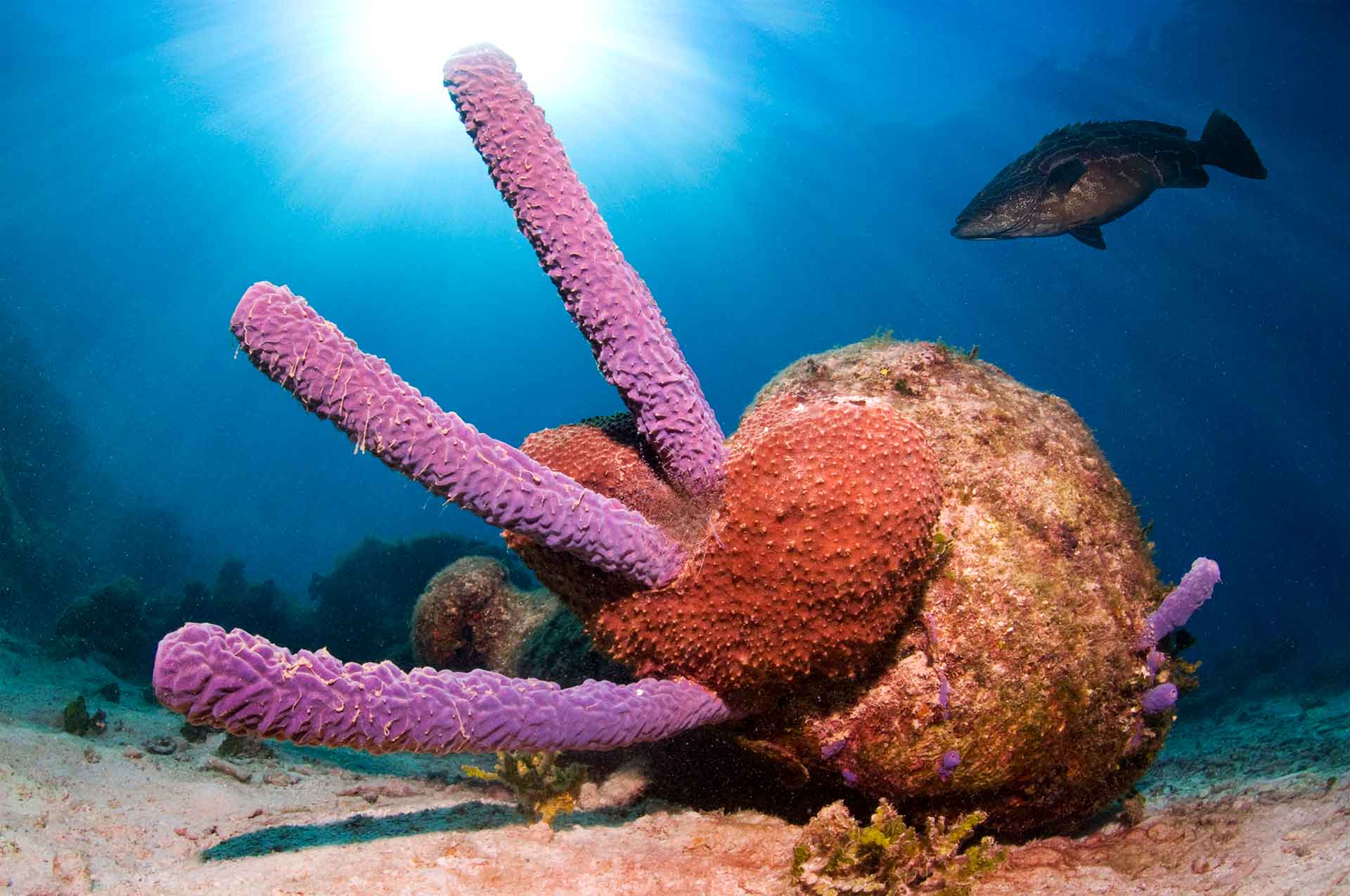 Stove-pipe sponge (Aplysina archeri) with Black grouper (Mycteroperca bonaci) - Cayos Cochinos Banks