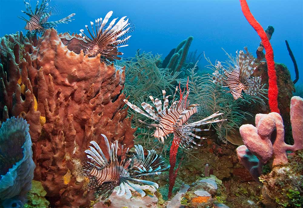 Many Red lionfish swimming around Giant barrel sponge in Roatan
